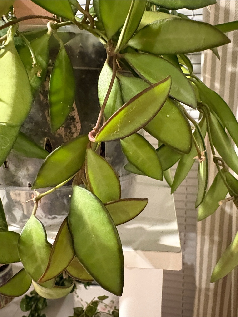 Hoya Rosita